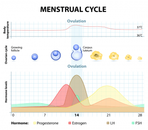 During your Luteal Phase your progesterone levels are at its peak here