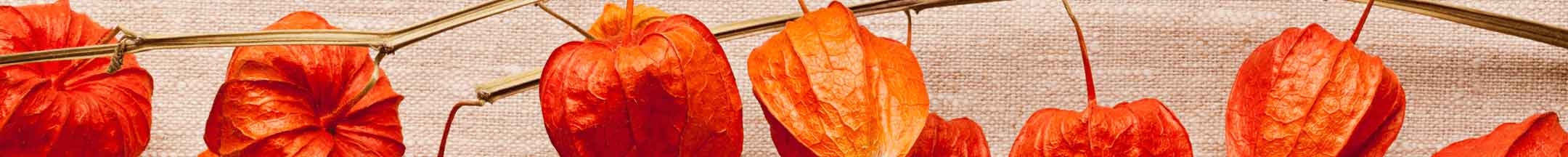 Delicate orange chinese lantern pods (physalis alkekengi) lined up on a branch, presenting a bright display of their papery husks against a textured beige background.