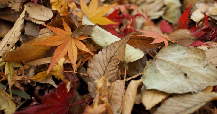 A close-up view of a collection of colorful autumn leaves in various shades of brown, yellow, orange, and red scattered on the ground, representing the change of seasons.
